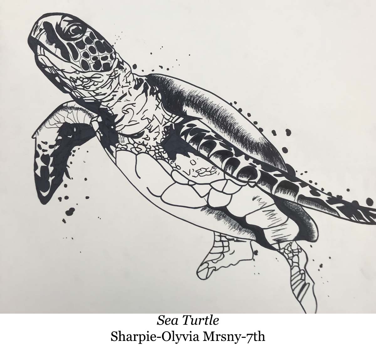 a drawing of sea turtle