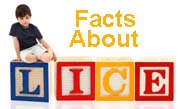 Facts About Lice Guideline Letter