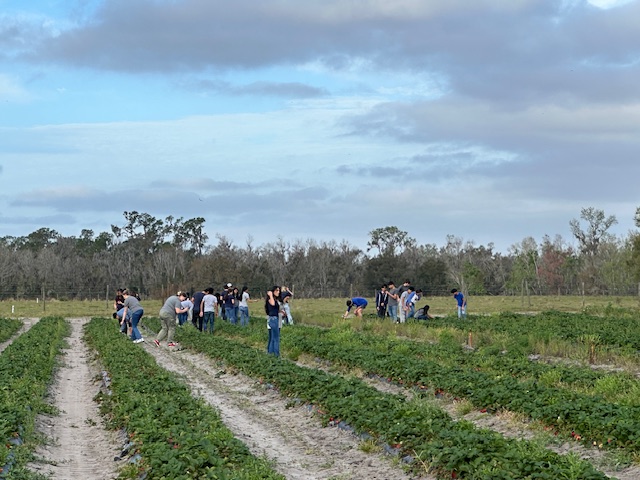 Strawberry Picking Field Trip