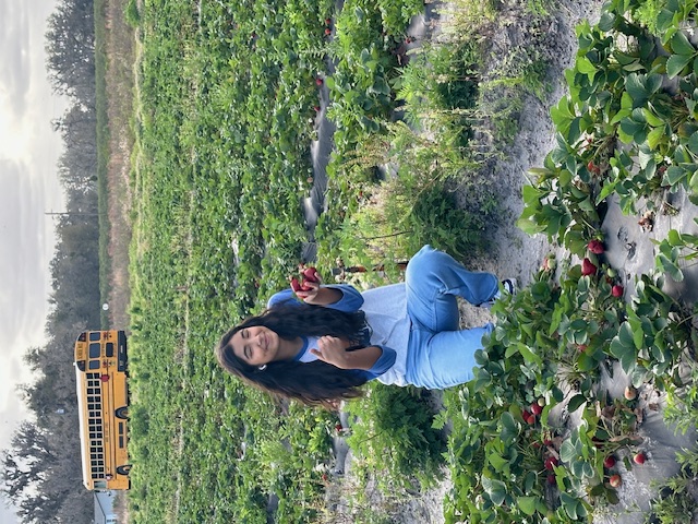 Strawberry Picking Field Trip