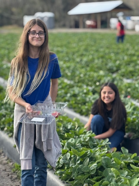 picking strawberries