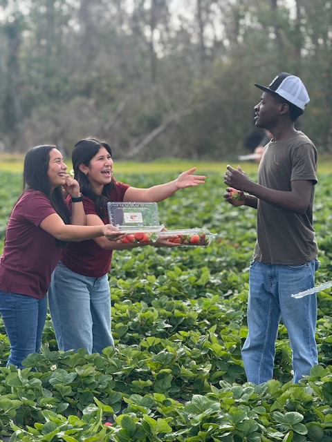 picking strawberries