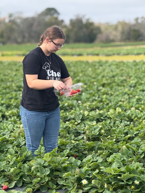 picking strawberries