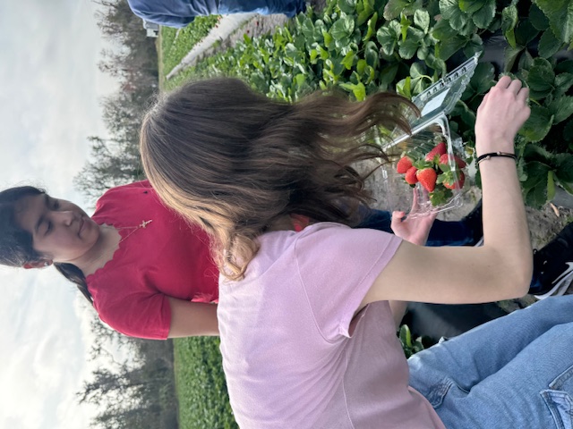 picking strawberries