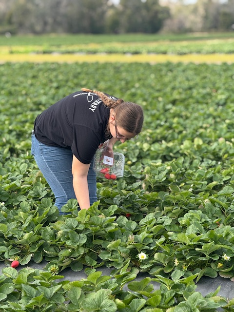 picking strawberries