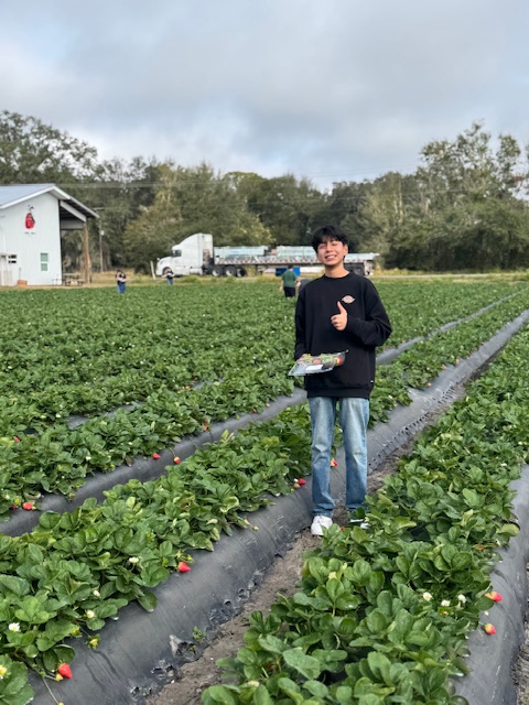 picking strawberries
