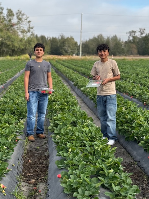 picking strawberries