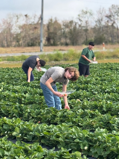picking strawberries