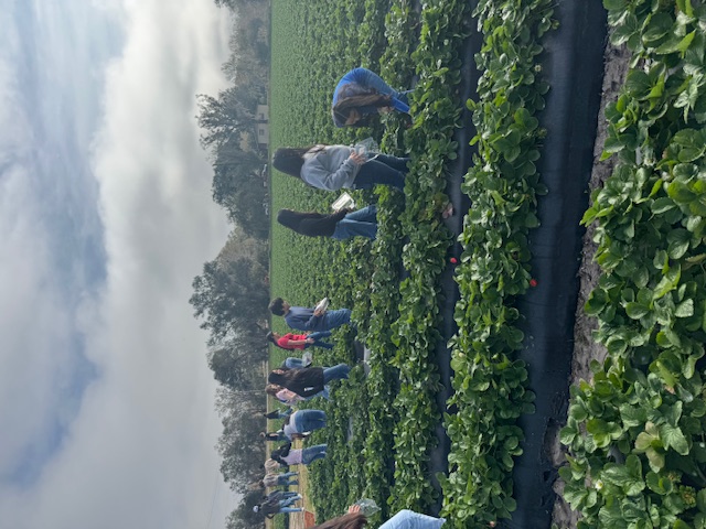 picking strawberries