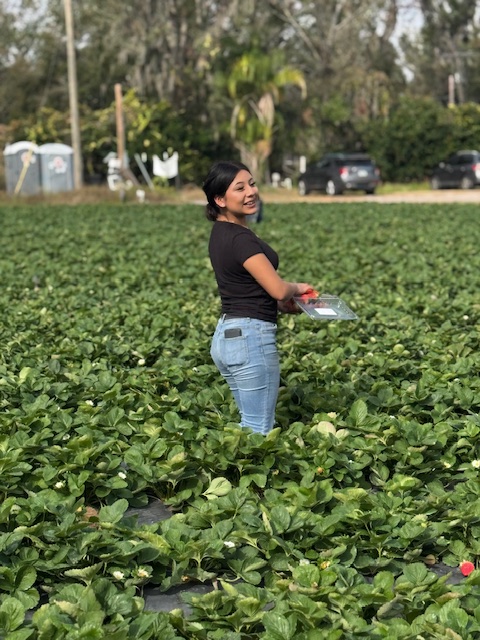 picking strawberries