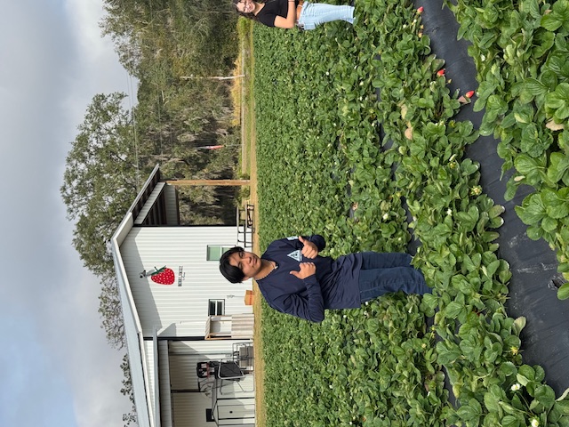picking strawberries