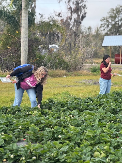 picking strawberries