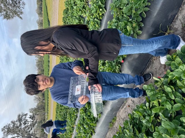 picking strawberries