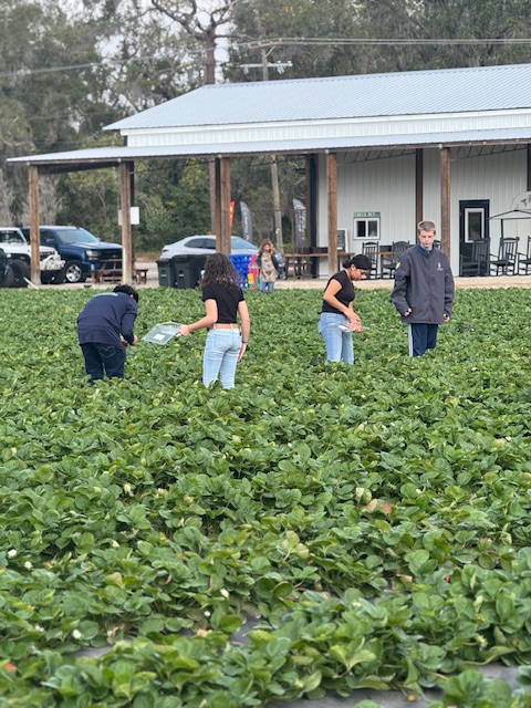 picking strawberries