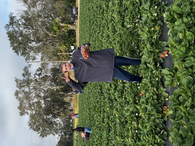 picking strawberries