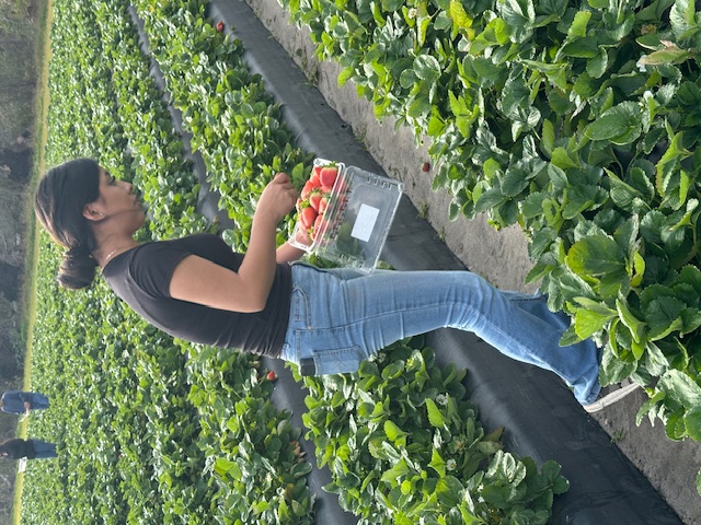 picking strawberries