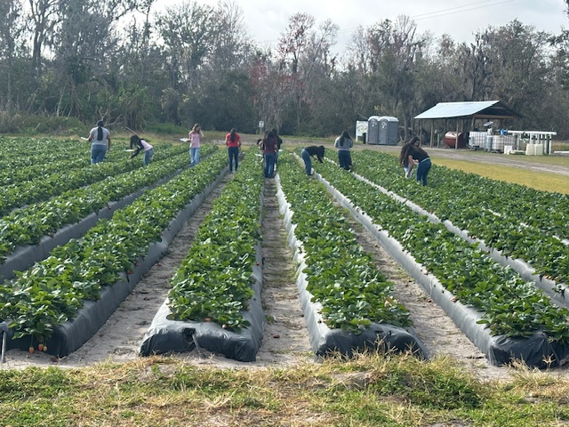 picking strawberries