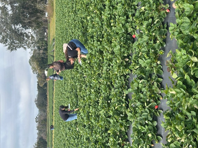 picking strawberries