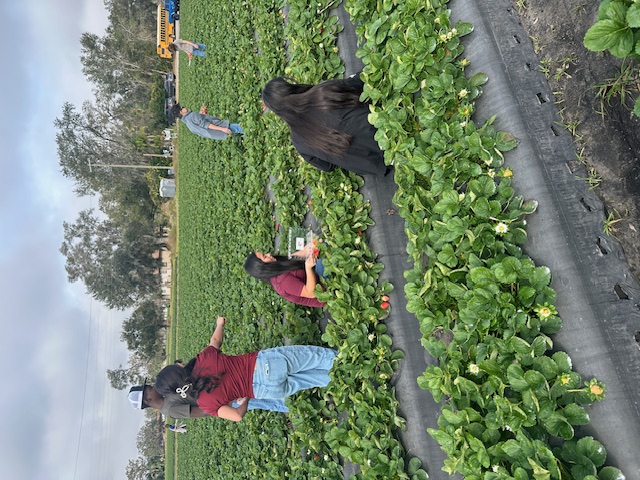 picking strawberries