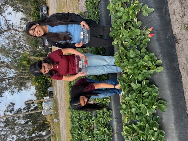 picking strawberries