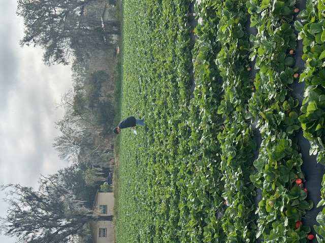 picking strawberries