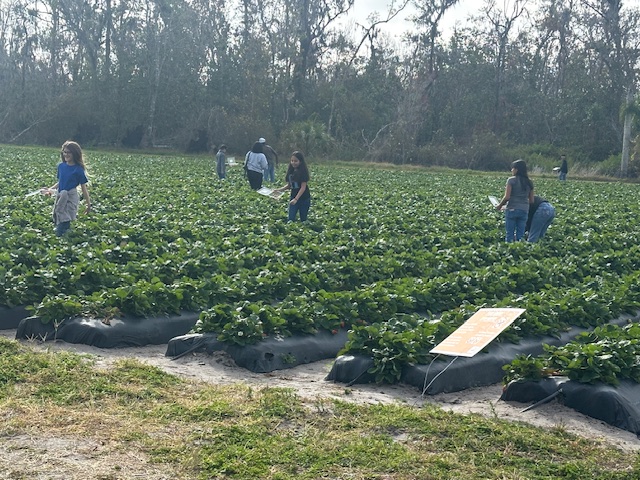 picking strawberries