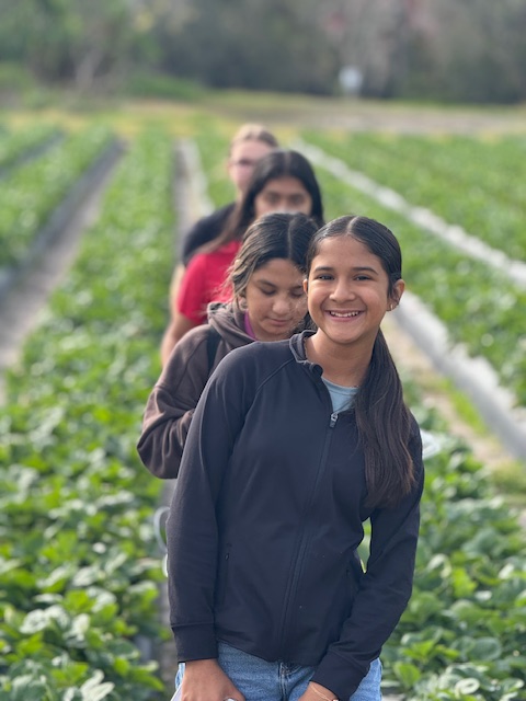 picking strawberries
