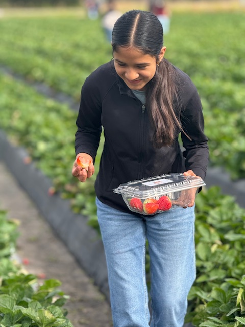 picking strawberries