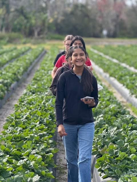 picking strawberries