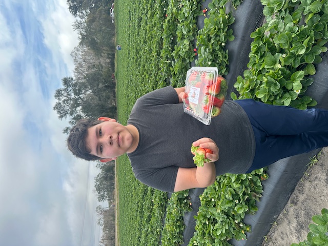 picking strawberries
