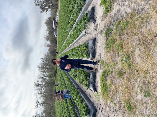 picking strawberries