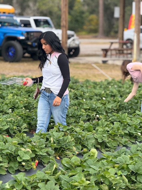 picking strawberries