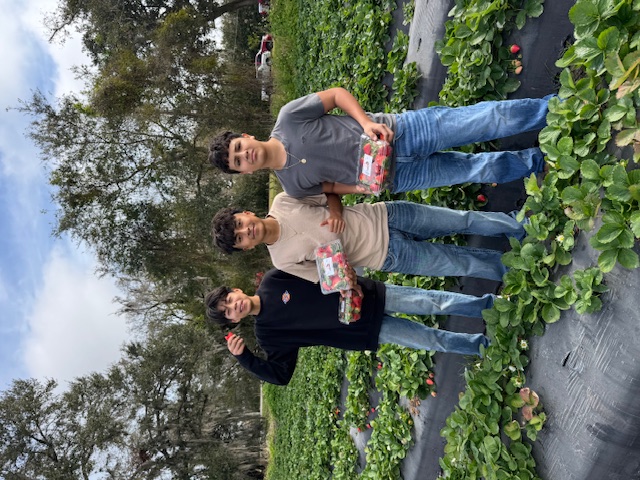 picking strawberries
