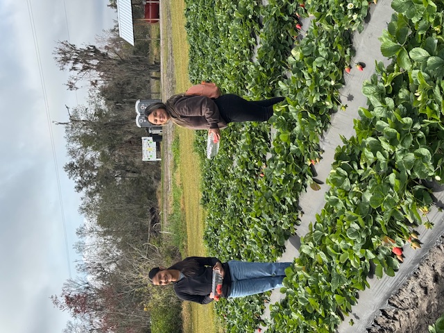 picking strawberries