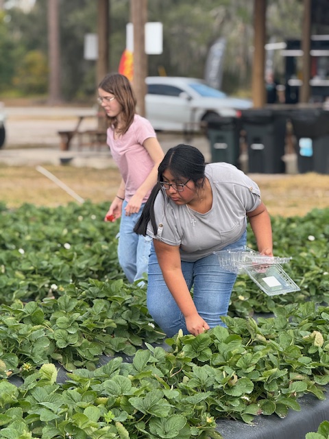 picking strawberries