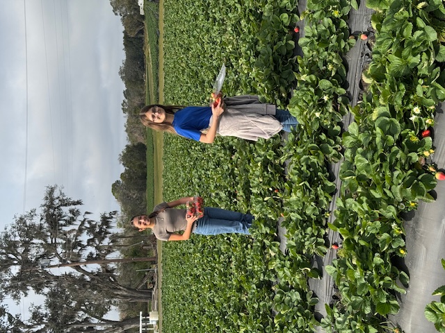 picking strawberries