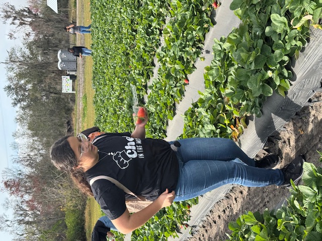 picking strawberries