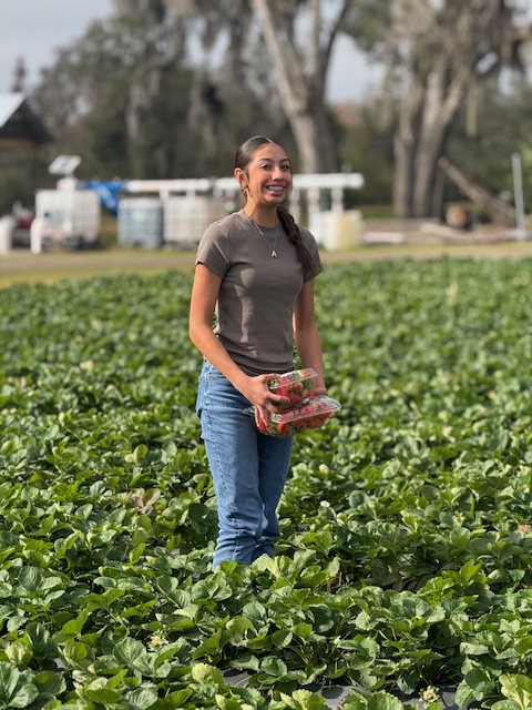 picking strawberries