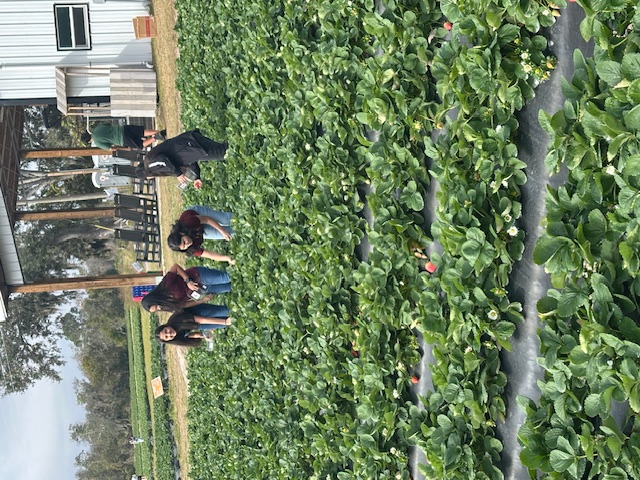 picking strawberries