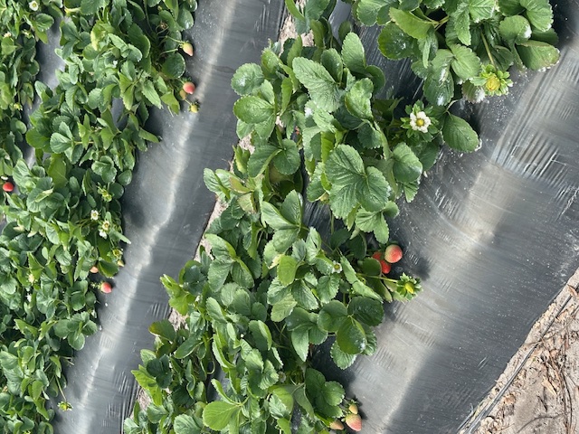 picking strawberries