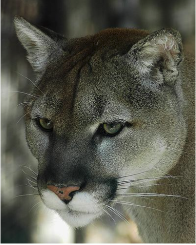 Wildcat