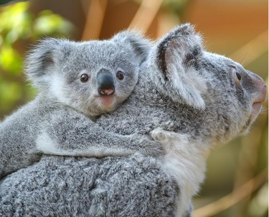 Koala