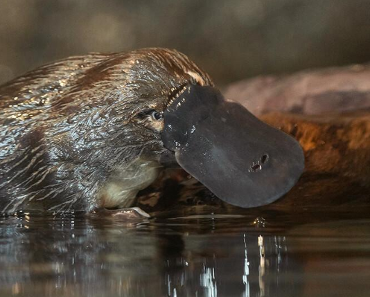 PLATYPUS