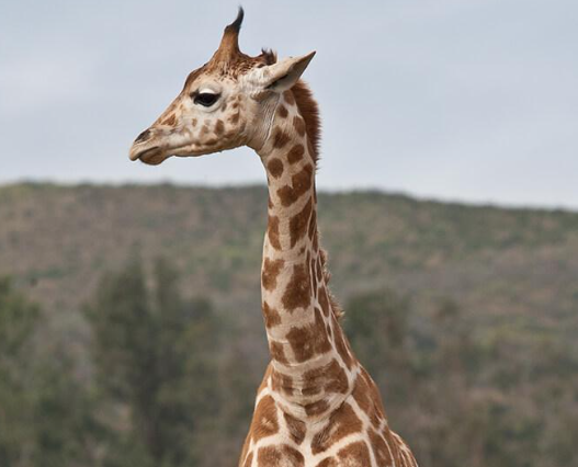 giraffe