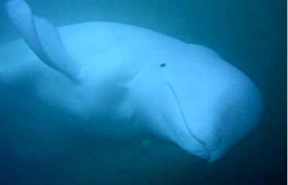 Beluga