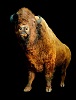 American Bison