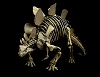 Stegosaurus