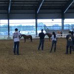 Horse Judging