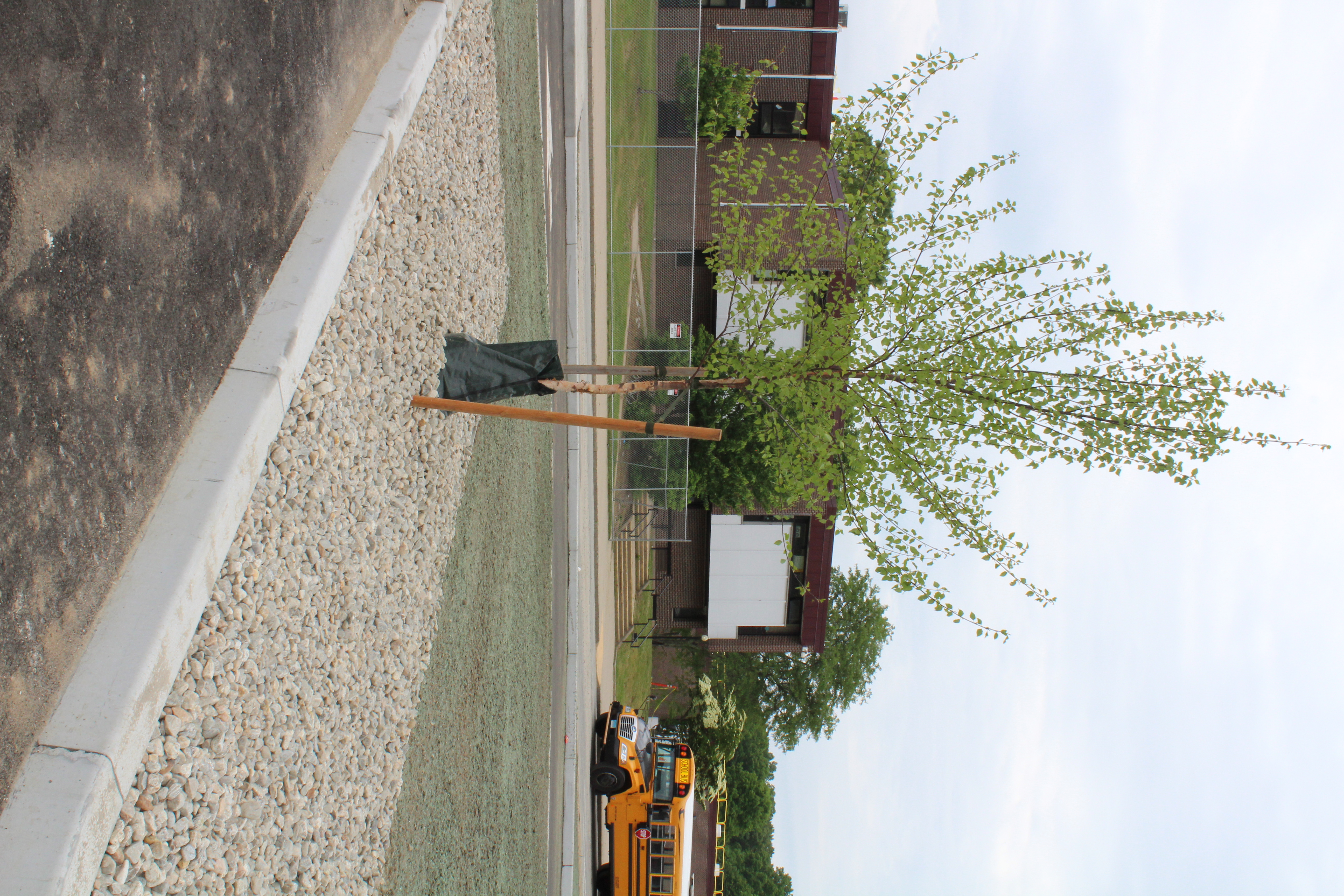 New Tree - WHS Front