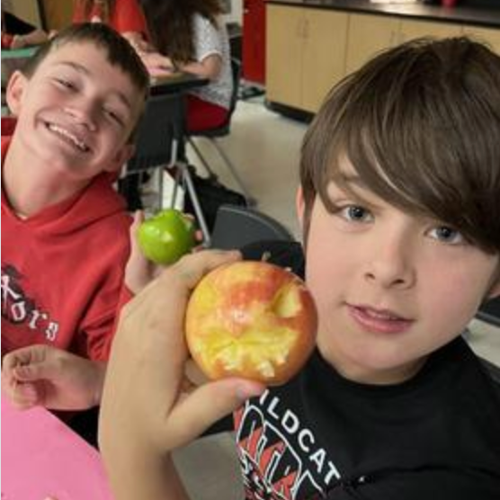 mummified apples